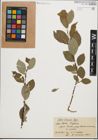 Foto von Salix iliensis Regel